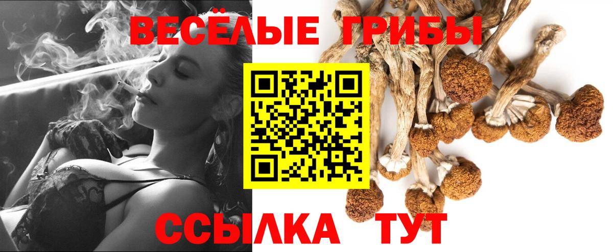 Псилоцибиновые грибы Psilocybe Иркутск